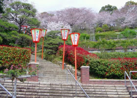 半田山植物園の桜