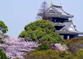 烏城公園の桜