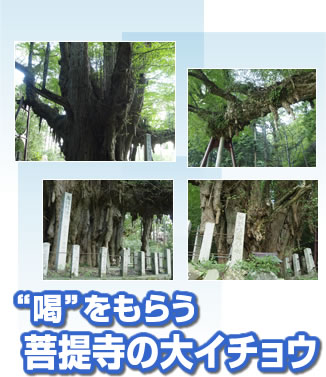 喝をもらう菩提寺の大イチョウ