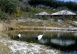 「岡山県自然保護センター」のタンチョウ1