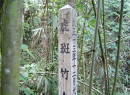 自生地